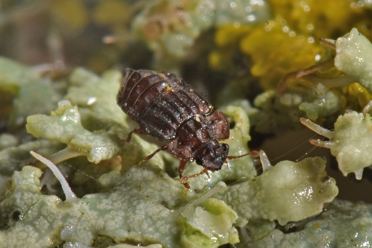 Staphylinidae:  Micropeplus sp?  S, Micropeplus staphylinoides